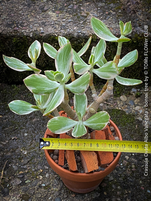 Crassula Ovata Albo Variegata, bonsai tree in clay pot, cat friendly, money tree, organically grown succulent plants for sale at TOMs FLOWer CLUB