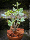Crassula Ovata Albo Variegata, bonsai tree in clay pot, cat friendly, money tree, organically grown succulent plants for sale at TOMs FLOWer CLUB