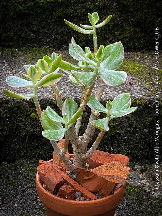 Crassula Ovata Albo Variegata, bonsai tree in clay pot, cat friendly, money tree, organically grown succulent plants for sale at TOMs FLOWer CLUB