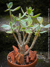 Crassula Ovata Albo Variegata, bonsai tree in clay pot, cat friendly, money tree, organically grown succulent plants for sale at TOMs FLOWer CLUB