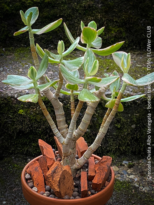 Crassula Ovata Albo Variegata, bonsai tree in clay pot, cat friendly, money tree, organically grown succulent plants for sale at TOMs FLOWer CLUB
