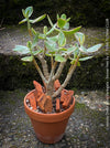 Crassula Ovata Albo Variegata, bonsai tree in clay pot, cat friendly, money tree, organically grown succulent plants for sale at TOMs FLOWer CLUB