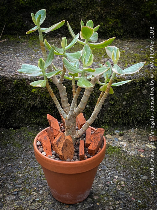Crassula Ovata Albo Variegata, bonsai tree in clay pot, cat friendly, money tree, organically grown succulent plants for sale at TOMs FLOWer CLUB