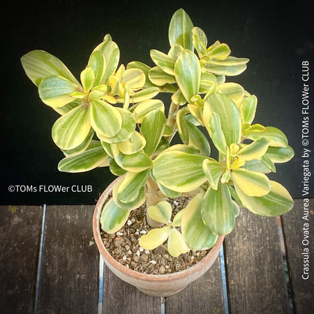 Crassula Ovata Albo Variegata, bonsai tree, Geldbaum, Glücksbaum, organically grown sun loving succulent plants for sale at TOMs FLOWer CLUB.