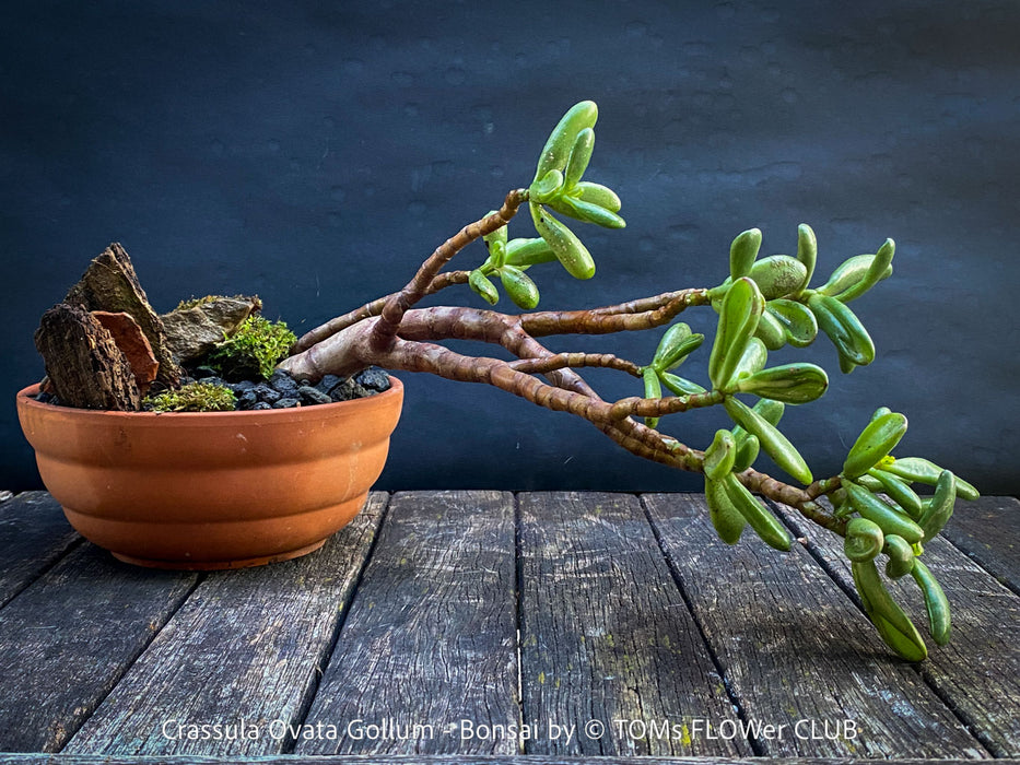 Crassula Ovata Gollum bonsai tree, money tree, Geldbaum, organically grown succulent plants for sale at TOMs FLOWer CLUB.