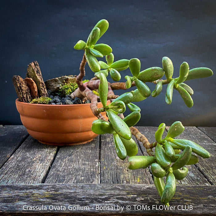 Crassula Ovata Gollum bonsai tree, money tree, Geldbaum, organically grown succulent plants for sale at TOMs FLOWer CLUB.