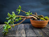 Crassula Ovata Gollum bonsai tree, money tree, Geldbaum, organically grown succulent plants for sale at TOMs FLOWer CLUB.