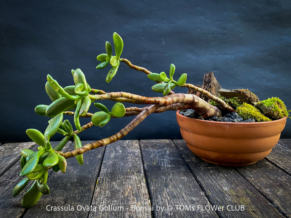 Crassula Ovata Gollum bonsai tree, money tree, Geldbaum, organically grown succulent plants for sale at TOMs FLOWer CLUB.