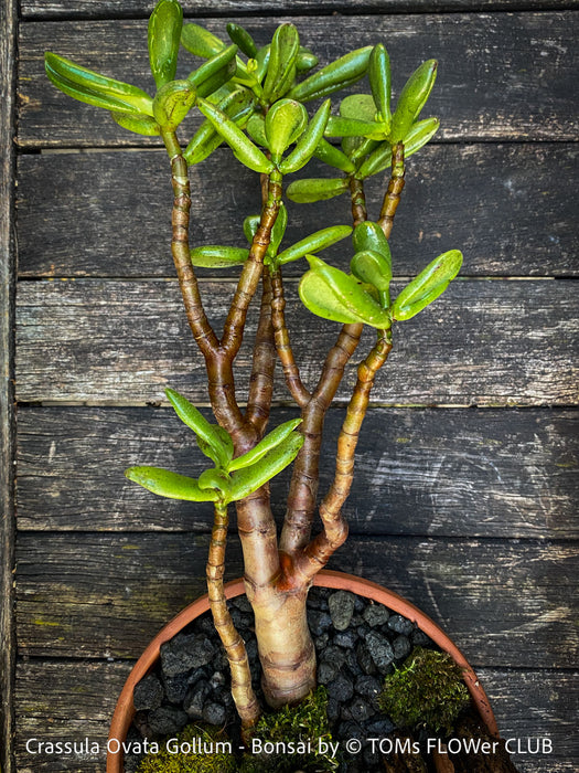Crassula Ovata Gollum bonsai tree, money tree, Geldbaum, organically grown succulent plants for sale at TOMs FLOWer CLUB.