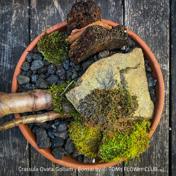 Crassula Ovata Gollum bonsai tree, money tree, Geldbaum, organically grown succulent plants for sale at TOMs FLOWer CLUB.