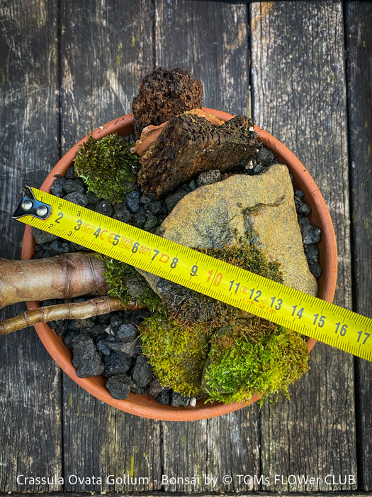 Crassula Ovata Gollum bonsai tree, money tree, Geldbaum, organically grown succulent plants for sale at TOMs FLOWer CLUB.