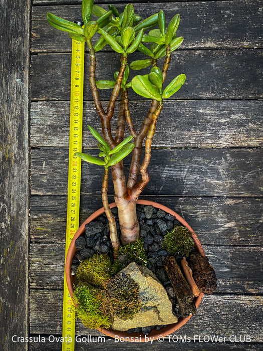 Crassula Ovata Gollum bonsai tree, money tree, Geldbaum, organically grown succulent plants for sale at TOMs FLOWer CLUB.