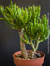 Crassula Ovata Gollum, Geldbaum, low maintenance plant, bonsai tree, cat friendly, money tree, organically grown succulent plants for sale at TOMs FLOWer CLUB
