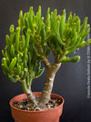 Crassula Ovata Gollum, Geldbaum, low maintenance plant, bonsai tree, cat friendly, money tree, organically grown succulent plants for sale at TOMs FLOWer CLUB