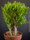Crassula Ovata Gollum, Geldbaum, low maintenance plant, bonsai tree, cat friendly, money tree, organically grown succulent plants for sale at TOMs FLOWer CLUB