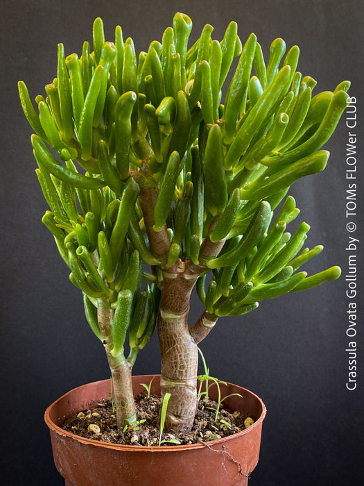 Crassula Ovata Gollum, Geldbaum, low maintenance plant, bonsai tree, cat friendly, money tree, organically grown succulent plants for sale at TOMs FLOWer CLUB