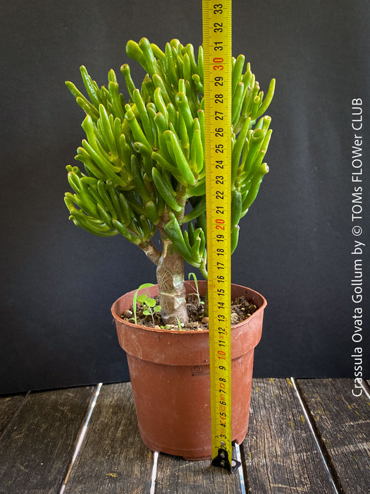 Crassula Ovata Gollum, Geldbaum, low maintenance plant, bonsai tree, cat friendly, money tree, organically grown succulent plants for sale at TOMs FLOWer CLUB