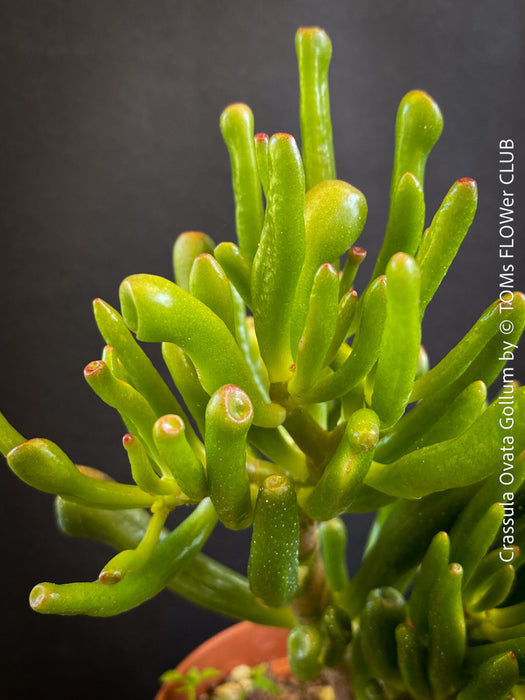 Crassula Ovata Gollum, Geldbaum, low maintenance plant, bonsai tree, cat friendly, money tree, organically grown succulent plants for sale at TOMs FLOWer CLUB