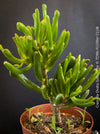 Crassula Ovata Gollum, Geldbaum, low maintenance plant, bonsai tree, cat friendly, money tree, organically grown succulent plants for sale at TOMs FLOWer CLUB