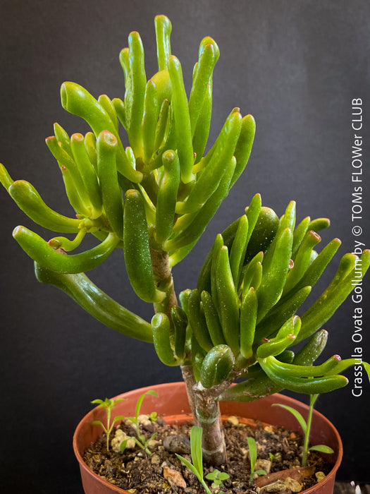 Crassula Ovata Gollum, Geldbaum, low maintenance plant, bonsai tree, cat friendly, money tree, organically grown succulent plants for sale at TOMs FLOWer CLUB