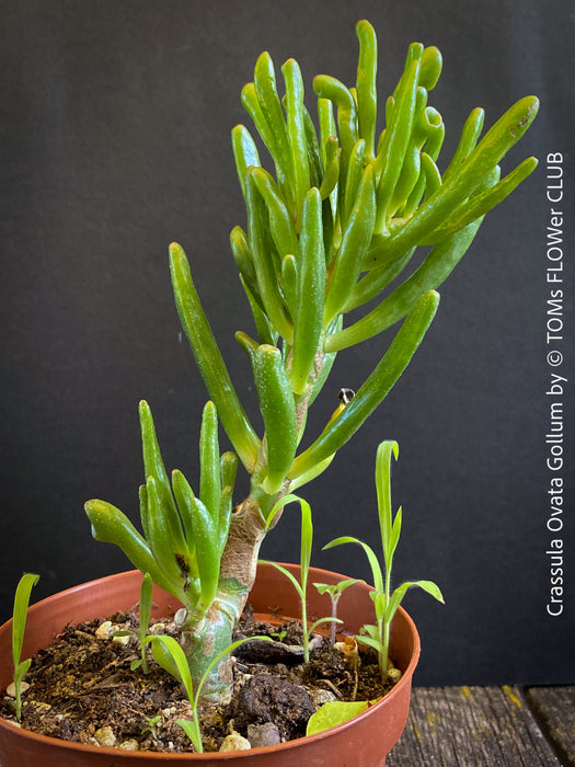 Crassula Ovata Gollum
