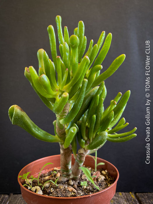Crassula Ovata Gollum