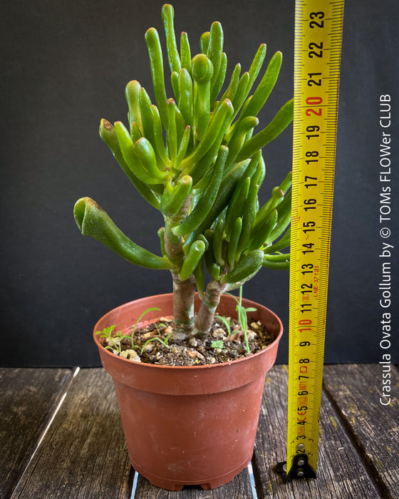 Crassula Ovata Gollum