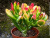 Crassula Ovata Gollum Tricolour, bonsai tree, money tree, Geldbaum, organically grown succulent plants for sale at TOMs FLOWer CLUB.