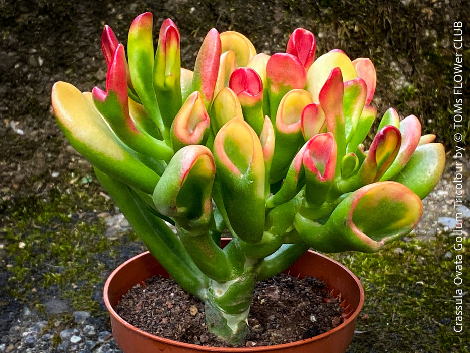 Crassula Ovata Gollum Tricolour, bonsai tree, money tree, Geldbaum, organically grown succulent plants for sale at TOMs FLOWer CLUB.