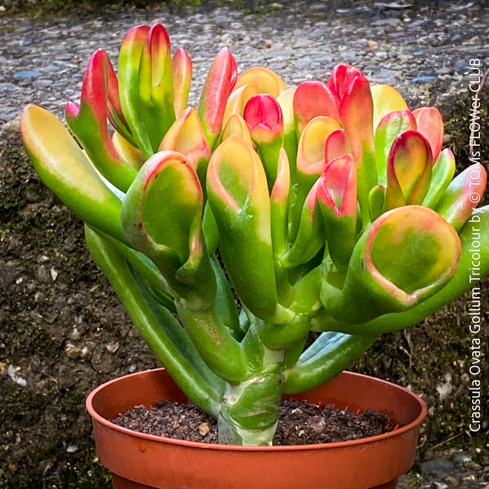 Crassula Ovata Gollum Tricolour, bonsai tree, money tree, Geldbaum, organically grown succulent plants for sale at TOMs FLOWer CLUB.