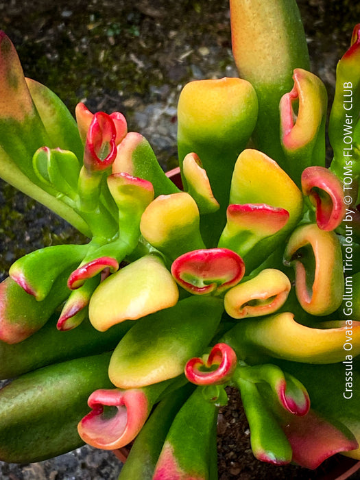 Crassula Ovata Gollum Tricolour, bonsai tree, money tree, Geldbaum, organically grown succulent plants for sale at TOMs FLOWer CLUB.