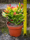 Crassula Ovata Gollum Tricolour, bonsai tree, money tree, Geldbaum, organically grown succulent plants for sale at TOMs FLOWer CLUB.