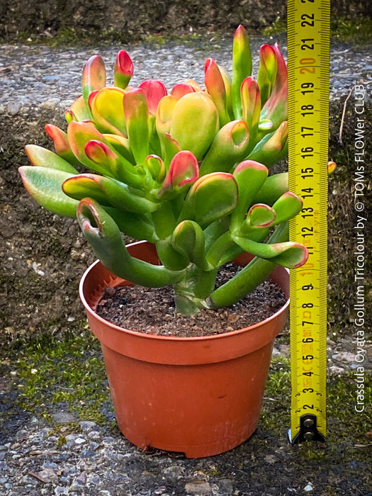 Crassula Ovata Gollum Tricolour, bonsai tree, money tree, Geldbaum, organically grown succulent plants for sale at TOMs FLOWer CLUB.