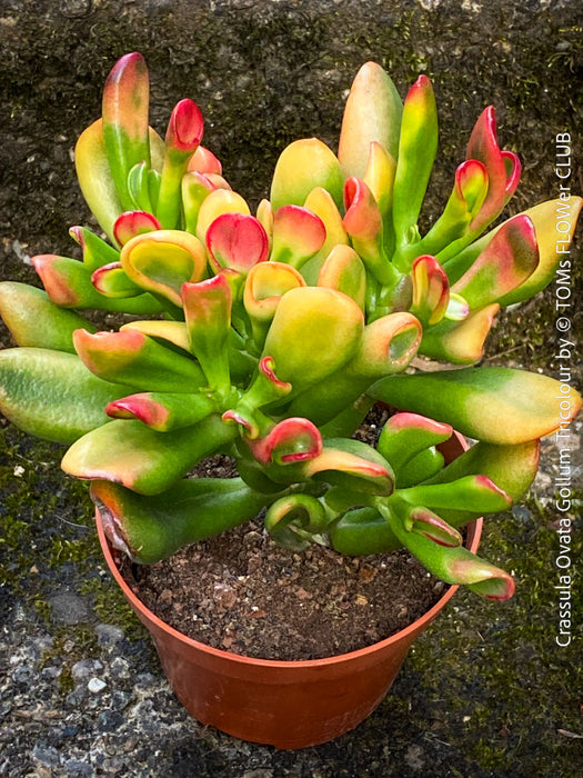 Crassula Ovata Gollum Tricolour, bonsai tree, money tree, Geldbaum, organically grown succulent plants for sale at TOMs FLOWer CLUB.