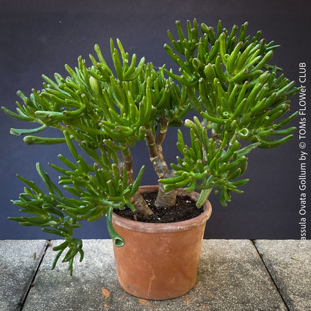 Crassula Ovata Gollum bonsai tree, money tree, Geldbaum, organically grown succulent plants for sale at TOMs FLOWer CLUB.