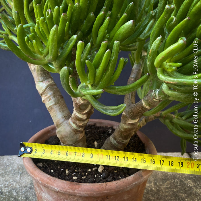 Crassula Ovata Gollum bonsai tree, money tree, Geldbaum, organically grown succulent plants for sale at TOMs FLOWer CLUB.