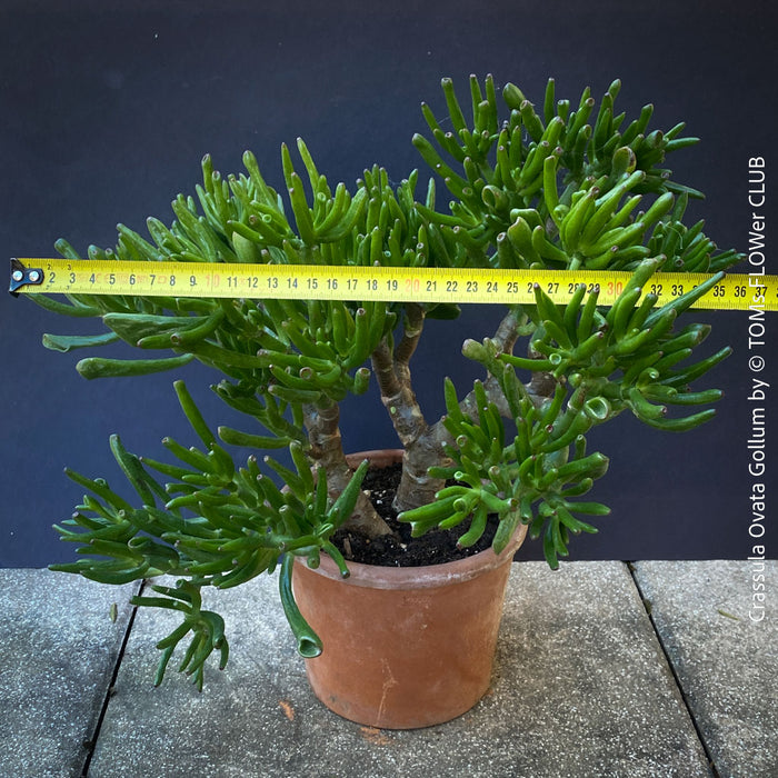 Crassula Ovata Gollum bonsai tree, money tree, Geldbaum, organically grown succulent plants for sale at TOMs FLOWer CLUB.