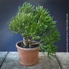 Crassula Ovata Gollum bonsai tree, money tree, Geldbaum, organically grown succulent plants for sale at TOMs FLOWer CLUB.