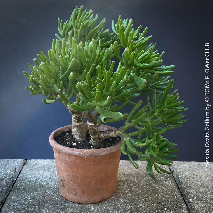 Crassula Ovata Gollum bonsai tree, money tree, Geldbaum, organically grown succulent plants for sale at TOMs FLOWer CLUB.
