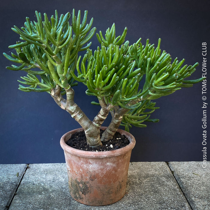 Crassula Ovata Gollum Bonsai Tree Organically Grown Succulent Plants crassula-ovata-gollum-bonsai-tree-organically-grown-succulent-plants