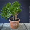 Crassula Ovata Gollum bonsai tree, money tree, Geldbaum, organically grown succulent plants for sale at TOMs FLOWer CLUB.