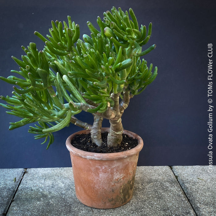 Crassula Ovata Gollum bonsai tree, money tree, Geldbaum, organically grown succulent plants for sale at TOMs FLOWer CLUB.