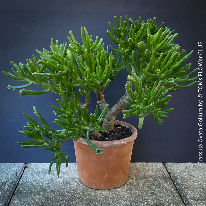 Crassula Ovata Gollum bonsai tree, money tree, Geldbaum, organically grown succulent plants for sale at TOMs FLOWer CLUB.