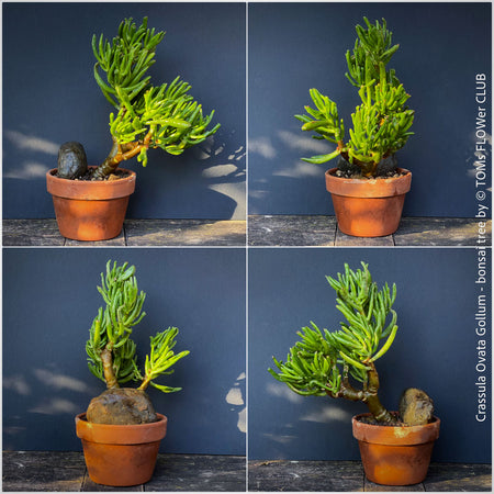 Crassula Ovata Gollum bonsai tree, money tree, Geldbaum, organically grown succulent plants for sale at TOMs FLOWer CLUB.