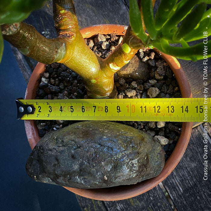 Crassula Ovata Gollum bonsai tree, money tree, Geldbaum, organically grown succulent plants for sale at TOMs FLOWer CLUB.