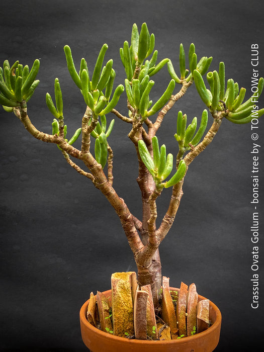Crassula Ovata Gollum bonsai tree, money tree, Geldbaum, organically grown succulent plants for sale at TOMs FLOWer CLUB.