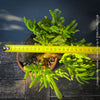 Crassula Ovata Gollum bonsai tree, money tree, Geldbaum, organically grown succulent plants for sale at TOMs FLOWer CLUB.