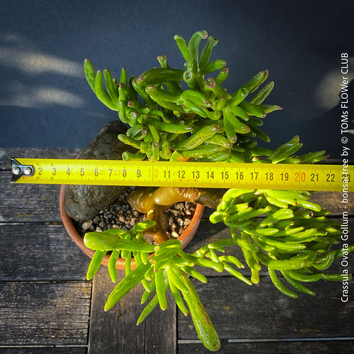 Crassula Ovata Gollum bonsai tree, money tree, Geldbaum, organically grown succulent plants for sale at TOMs FLOWer CLUB.