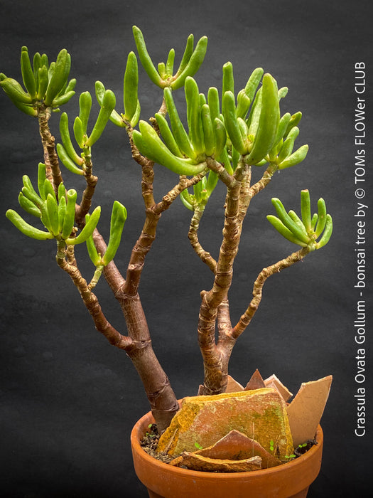 Crassula Ovata Gollum bonsai tree, money tree, Geldbaum, organically grown succulent plants for sale at TOMs FLOWer CLUB.