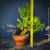 Crassula Ovata Gollum bonsai tree, money tree, Geldbaum, organically grown succulent plants for sale at TOMs FLOWer CLUB.
